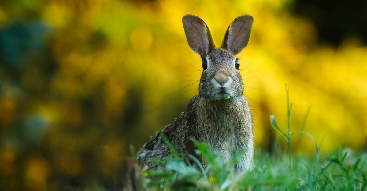 découvrez tout sur le lapin : son mode de vie, son alimentation, ses races et conseils pour l’adopter comme animal de compagnie. informations utiles et astuces pour bien s’occuper de votre lapin.