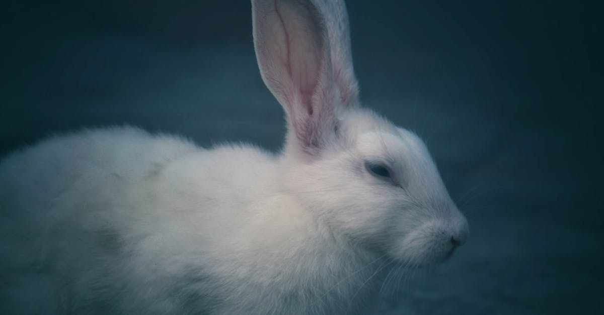 découvrez tout sur le lapin : son mode de vie, ses caractéristiques, son alimentation et des conseils pratiques pour en prendre soin.