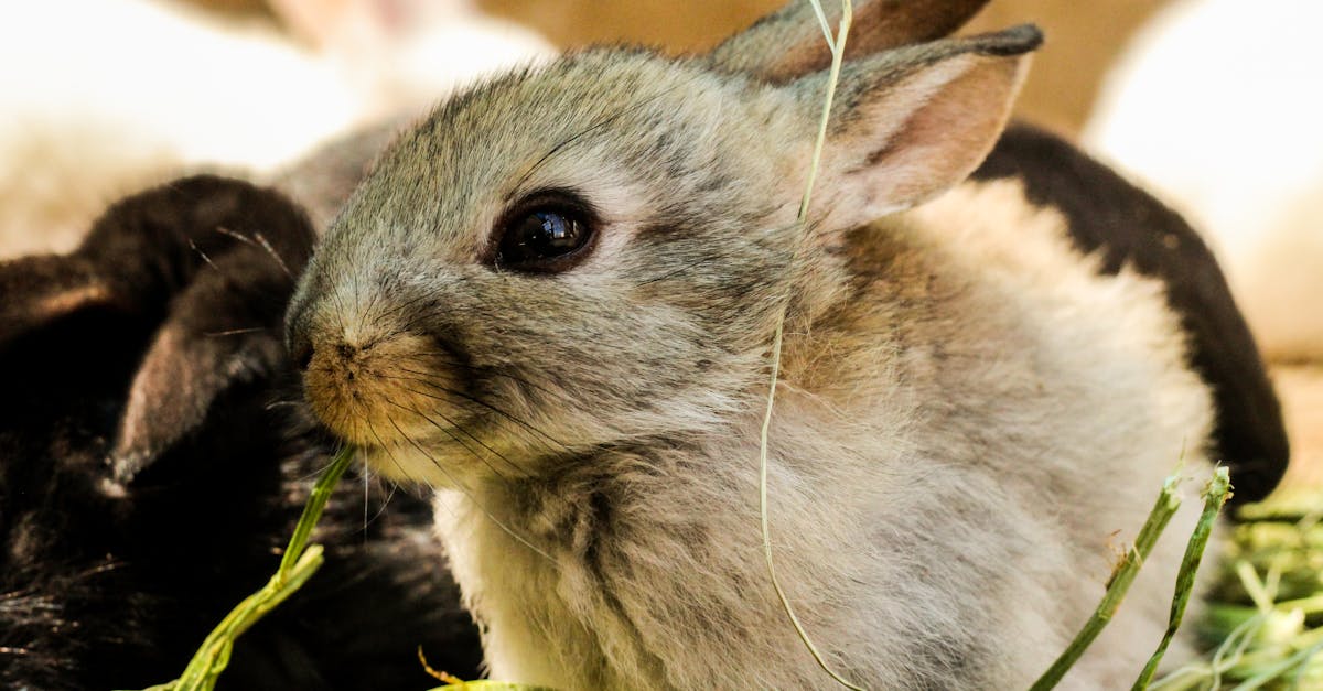 découvrez tout sur le lapin : ses caractéristiques, son habitat, son alimentation et les conseils essentiels pour en prendre soin. apprenez à mieux connaître ce petit animal attachant !