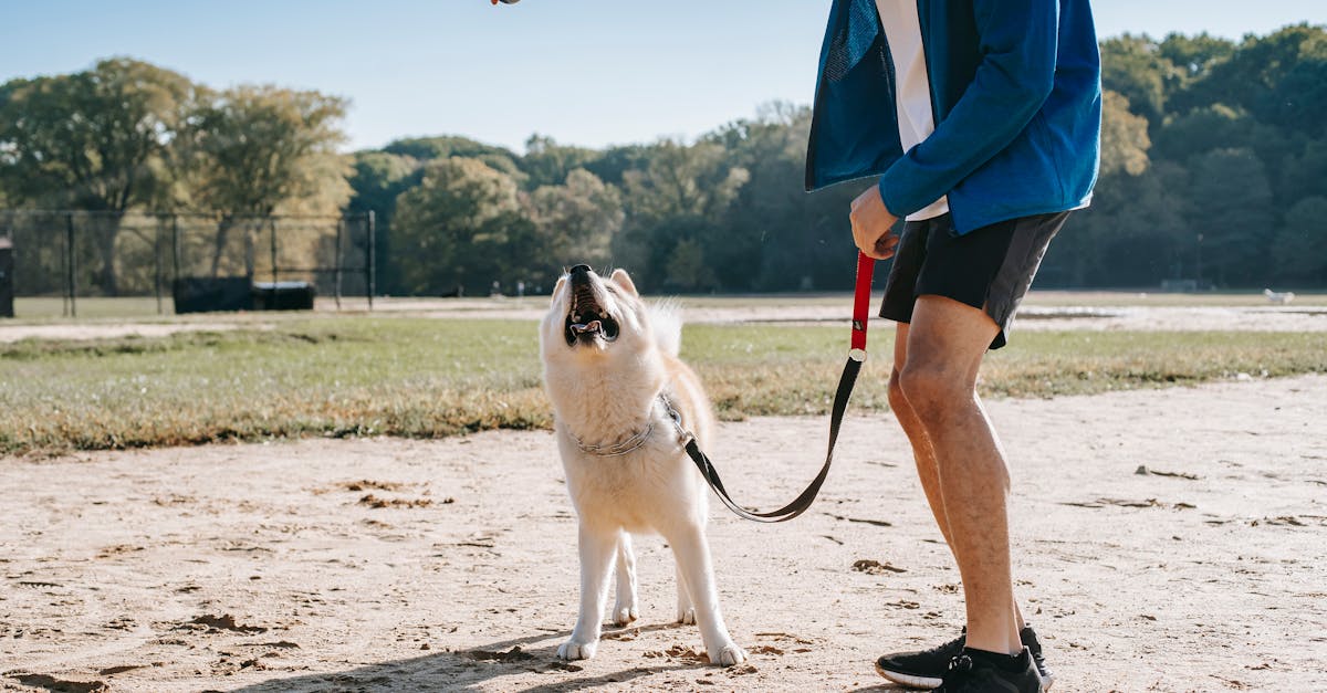 découvrez tout ce qu'il faut savoir sur le gag ball : un accessoire incontournable pour pimenter vos jeux intimes, ses utilisations, conseils de sécurité et astuces pour une expérience sécurisée et agréable.