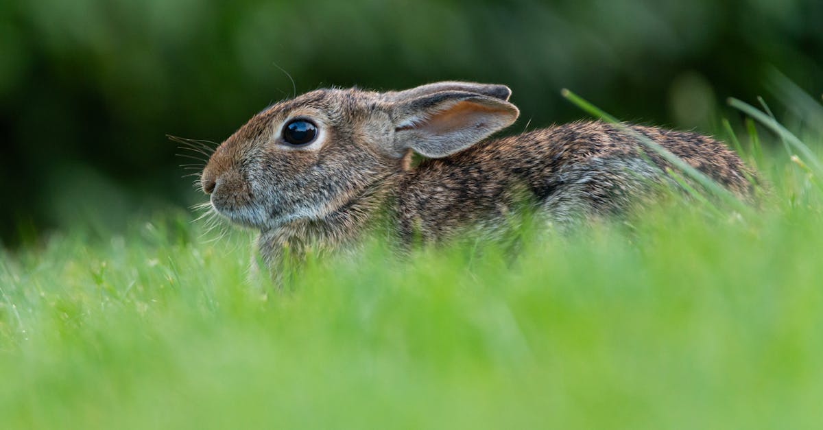 découvrez le rabbit vibrator, un sextoy polyvalent spécialement conçu pour stimuler simultanément le point g et le clitoris. idéal pour des plaisirs intenses et une expérience intime unique !